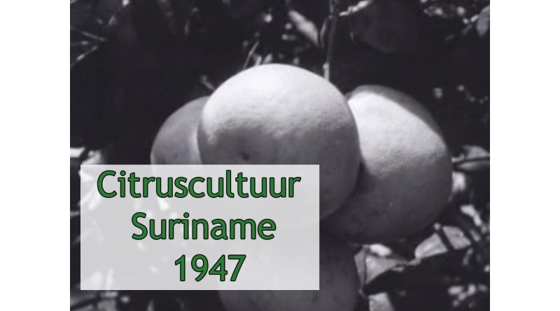 Citruscultuur in Suriname 1947