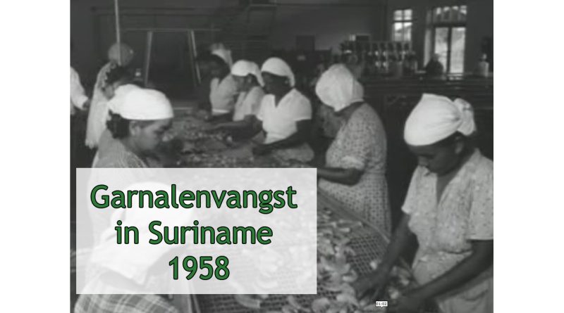 Garnalenvangst in Suriname 1958