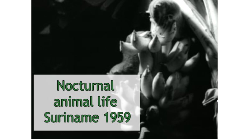 Nocturnal animal life in Suriname 1959