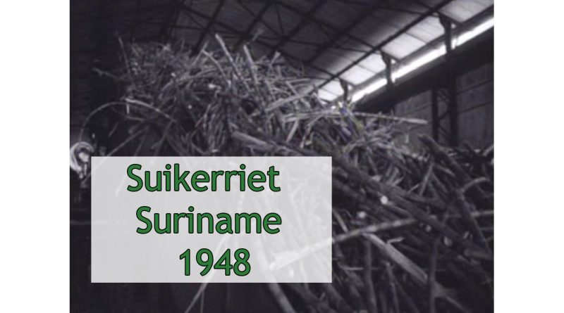 Suikerrietplantage Mariënburg in Suriname 1948